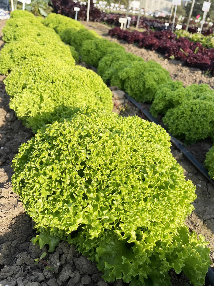 Xishuai Lollo Bionda Lettuce