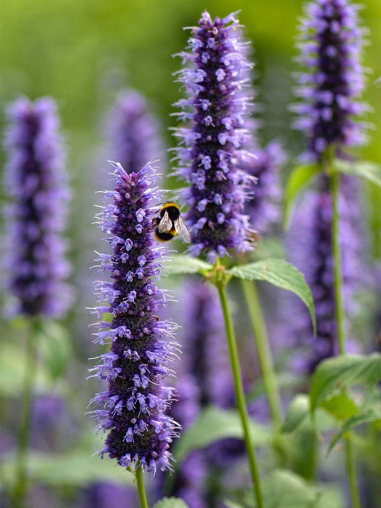 Korean mint (Agastache rugosa)