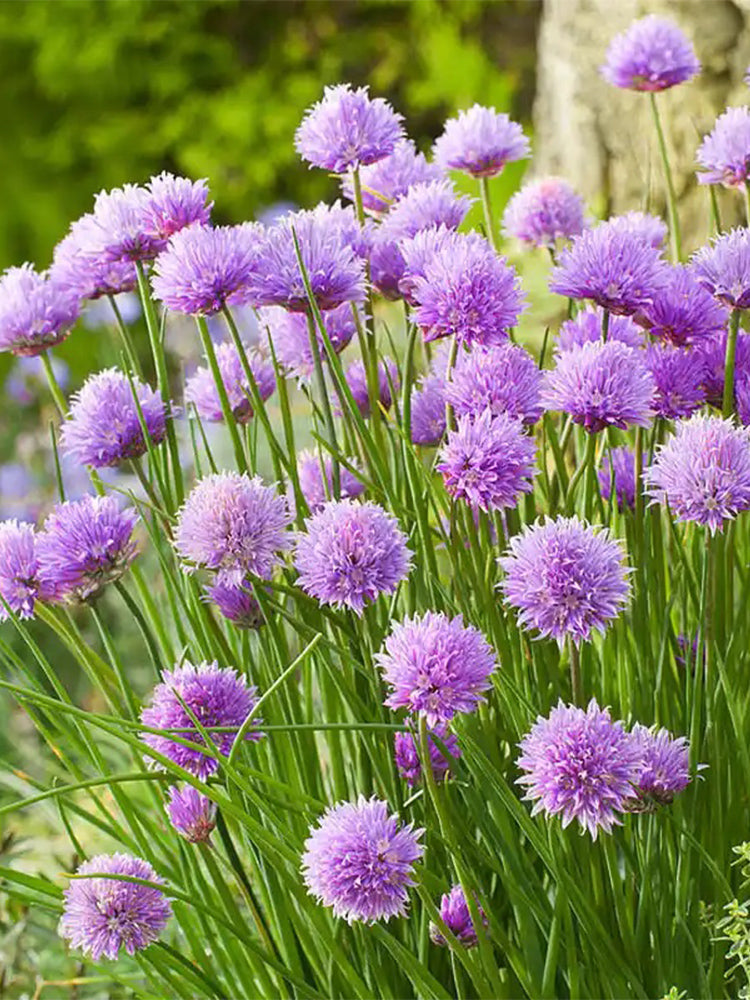 Chives (Allium schoenoprasum)