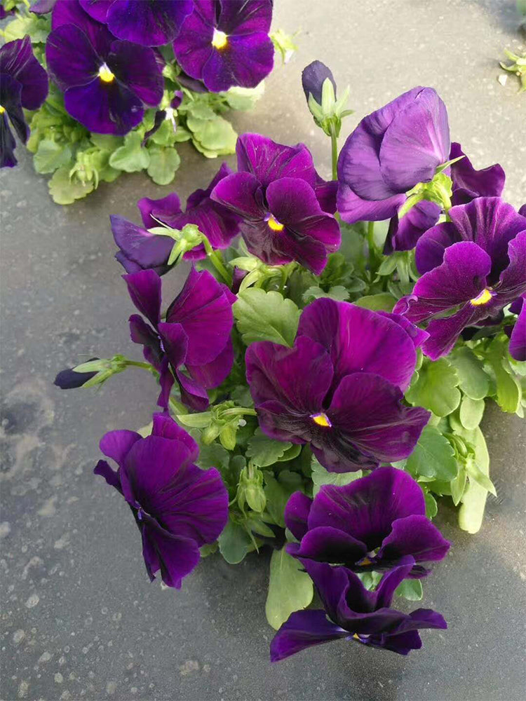 Super Bingo Series Purple Pansy (Viola × wittrockiana)