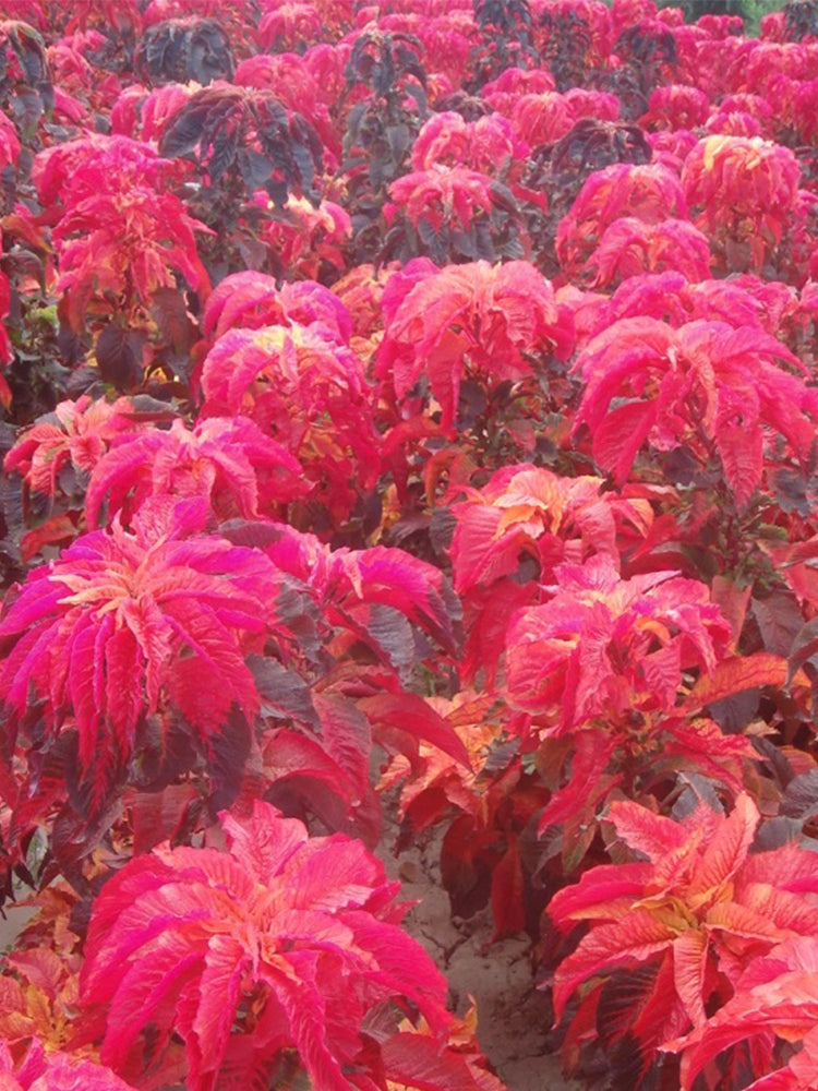 Crimson Majesty' Amaranth (Amaranthus tricolor)