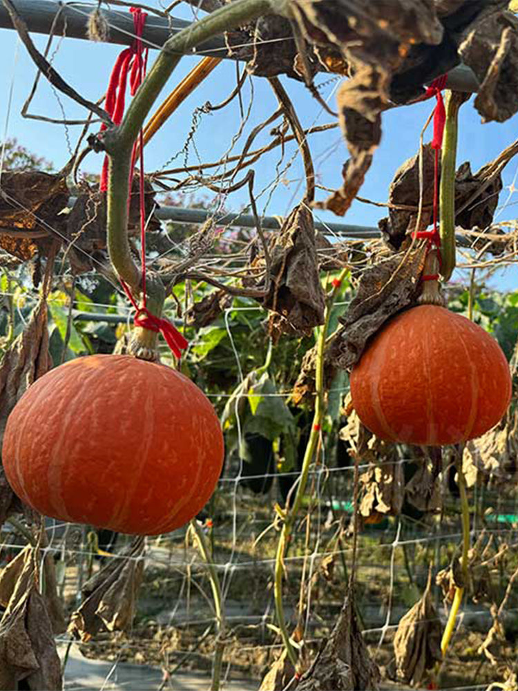 Longxindan Pumpkins
