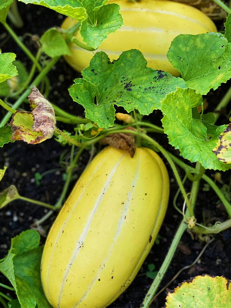 Golden Honey Melon