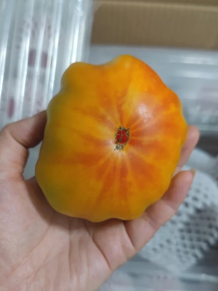 Northern Lights Tomato