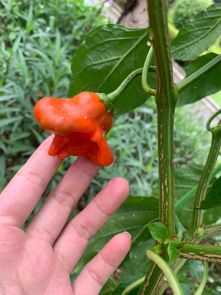 Bat Chili (Capsicum baccatum)