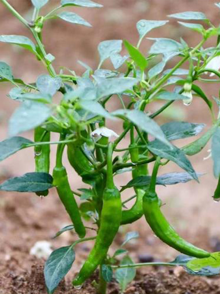 Zhangshugang Chili Pepper