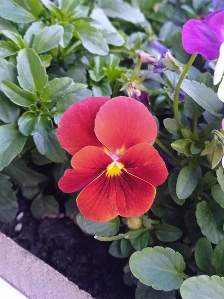 Super Bingo Series Red Pansy (Viola × wittrockiana)