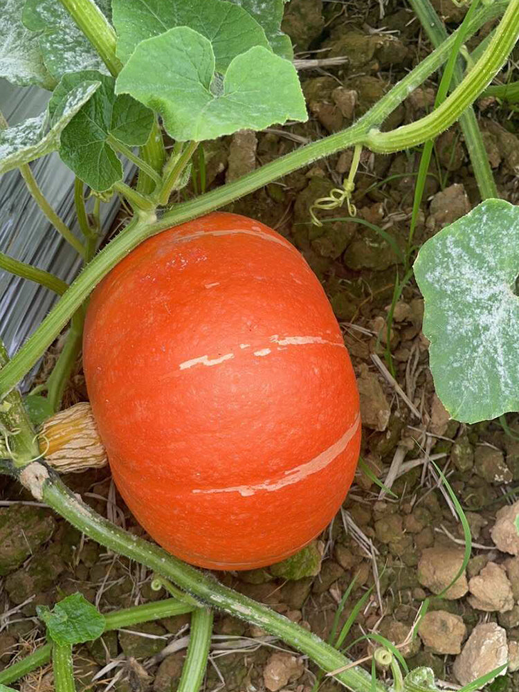 Golden No.2 Pumpkins