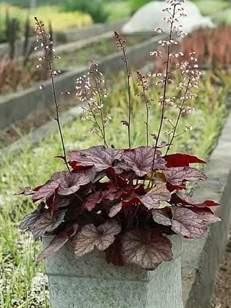 Purple Palace Heuchera