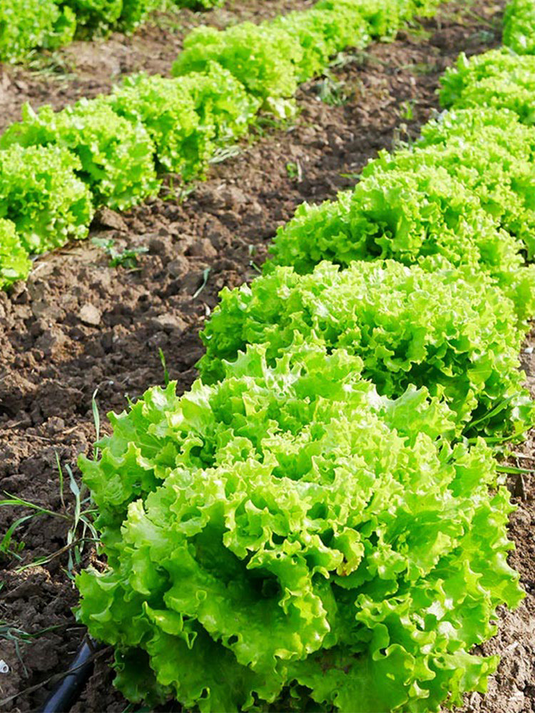 Xishuai Lollo Bionda Lettuce