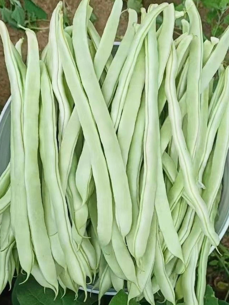 Bai Fumei Pole Bean