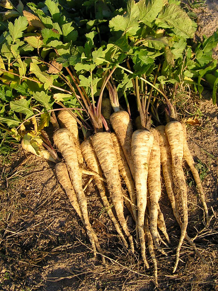 Parsnip