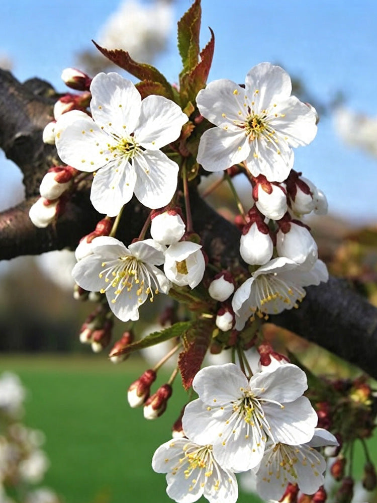 Wild Cherry Rootstock