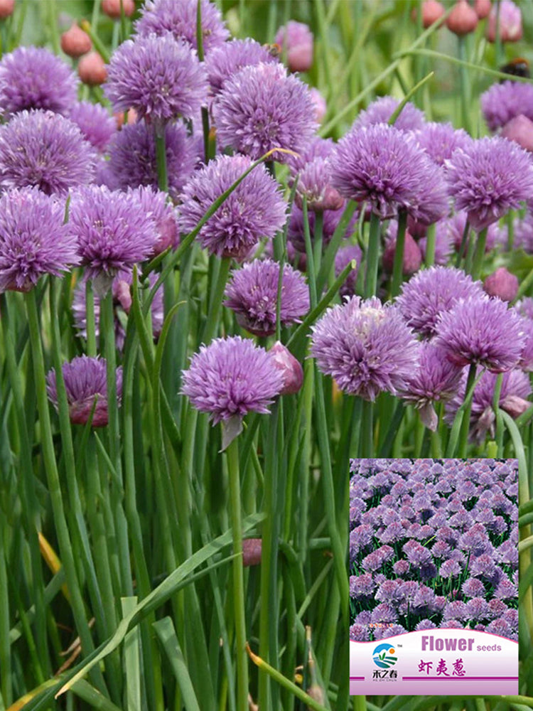 Allium schoenoprasum