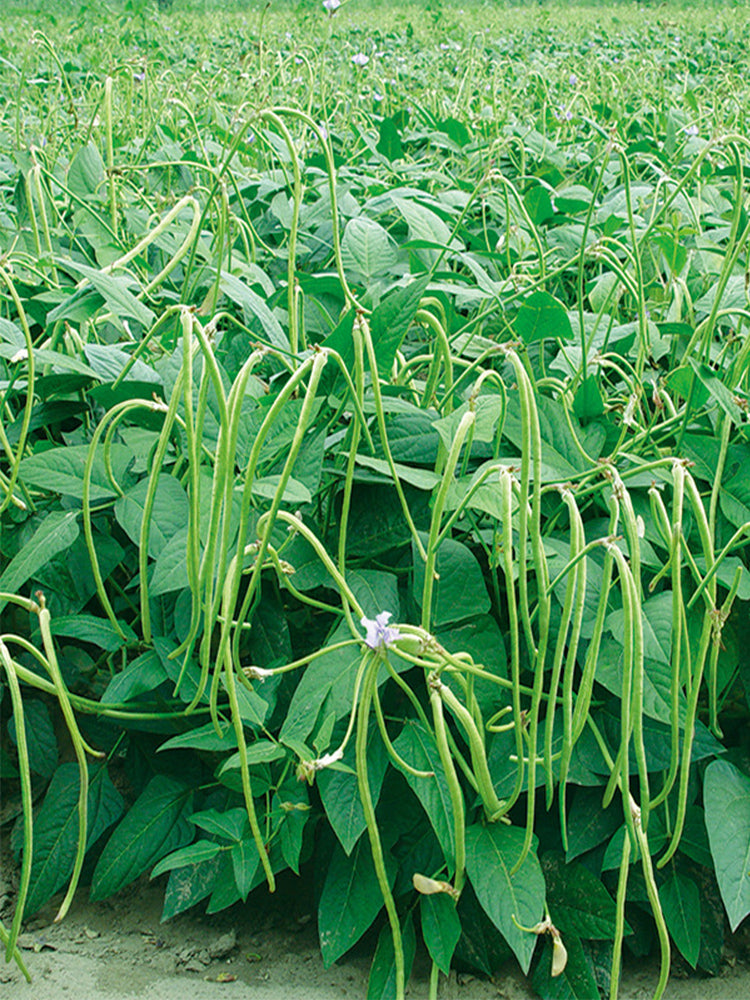No Trellis Required Yardlong Beans