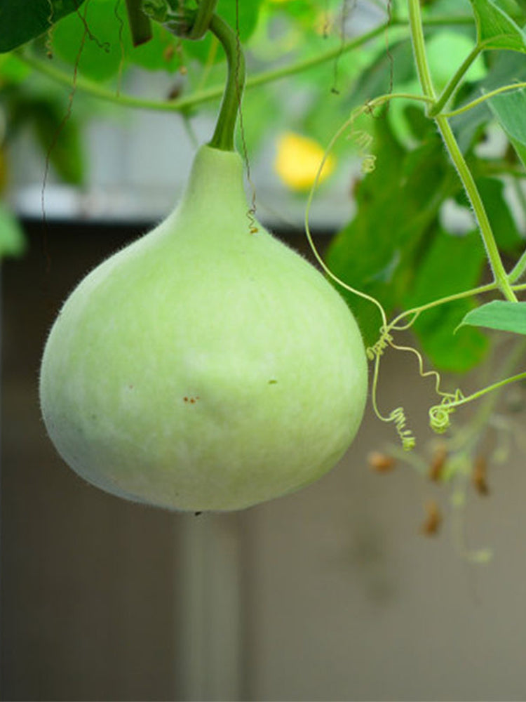 Apple-shaped Gourds