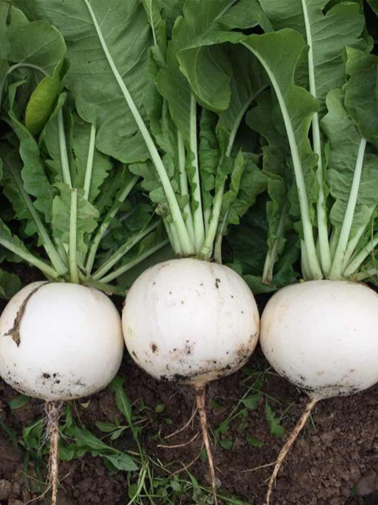 Large Round White Radish F1
