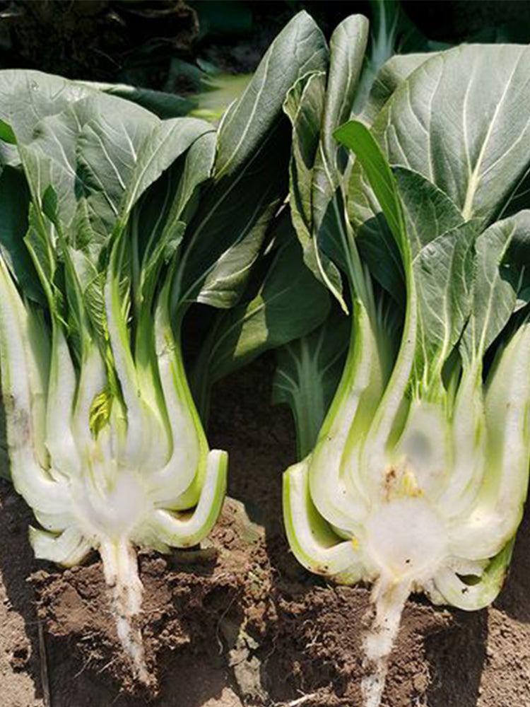 'Black General' Bok Choy