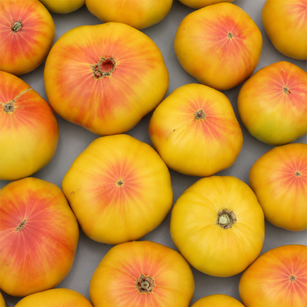 155 Williams'Striped Tomato