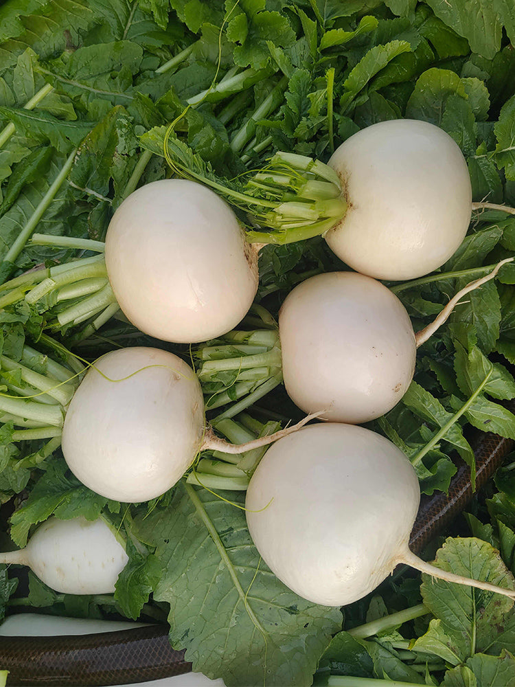 Crystal-clear White Radish