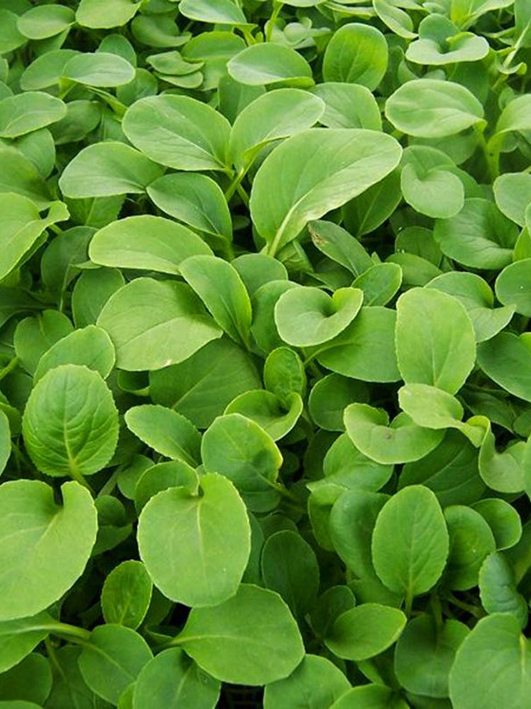 Tender Baby Bok Choy