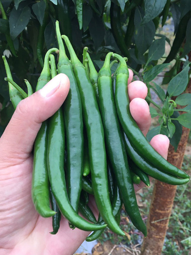 Hangjiao No.1 Peppers