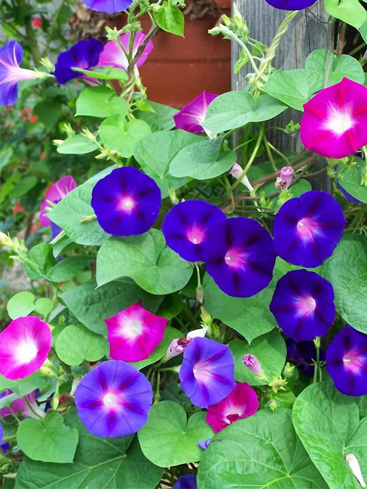 Mixed Color Morning Glory