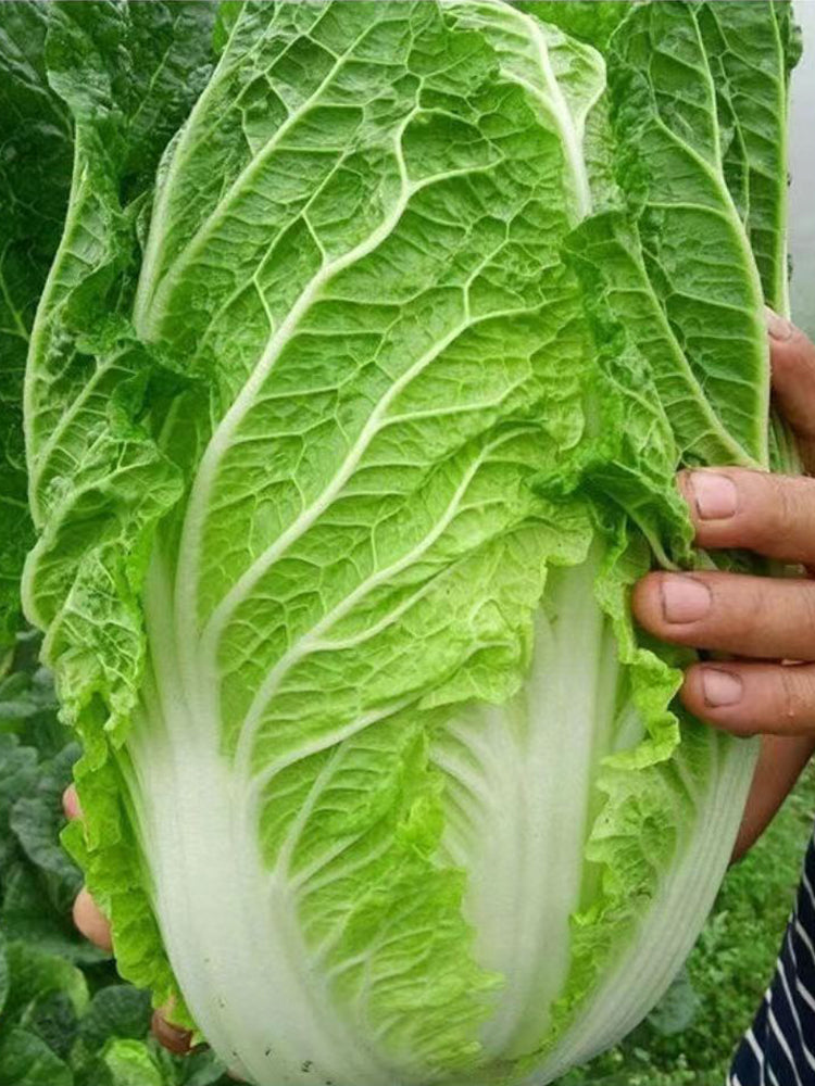 Early-maturing No.5 Chinese Cabbage