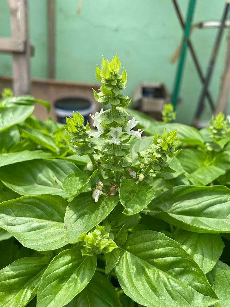 Giant Leaf Basil
