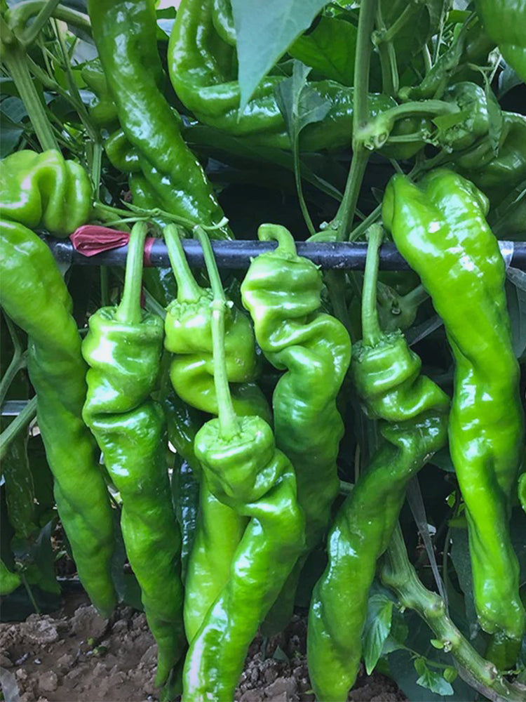 Qinglong Spiral Peppers