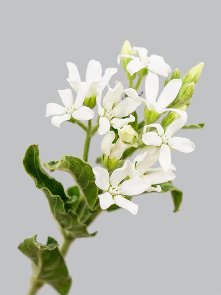 White Tweedia
