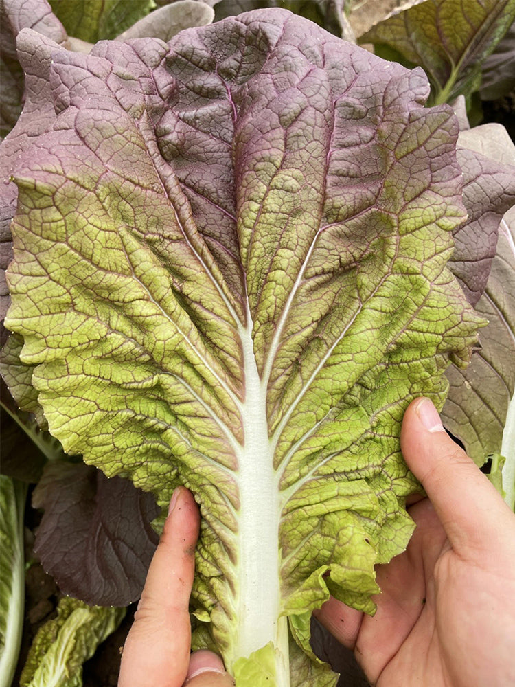 Purple-leaf Quick-growing Bok Choy