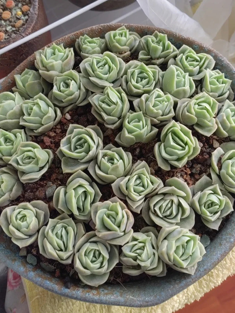 Graptoveria 'Lovely Rose'