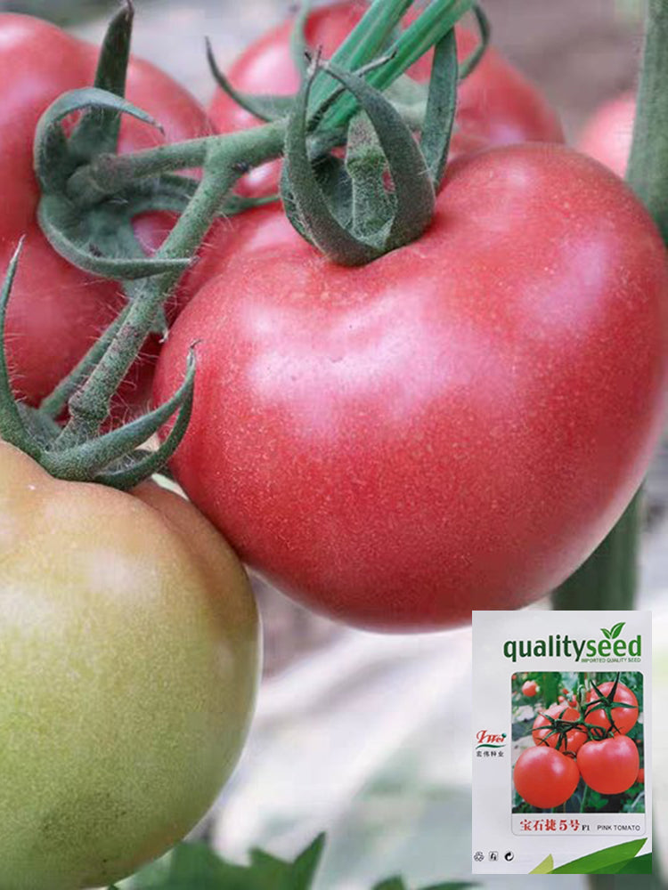 Gemjet No.5 F1 Tomato