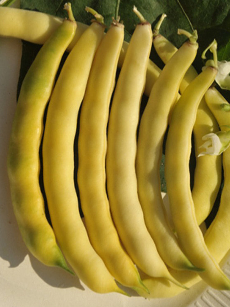Golden Hook Kidney Beans