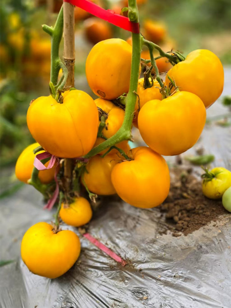 849 Taiga Lemon Tomato