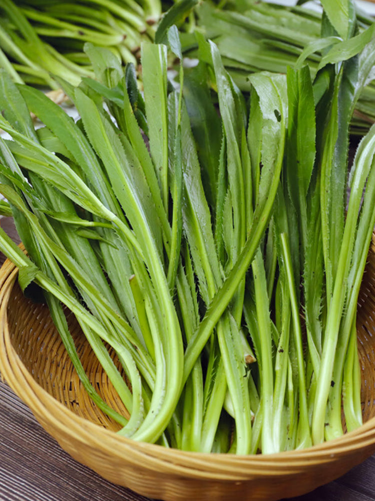 Sawtooth Coriander (Eryngium foetidum)