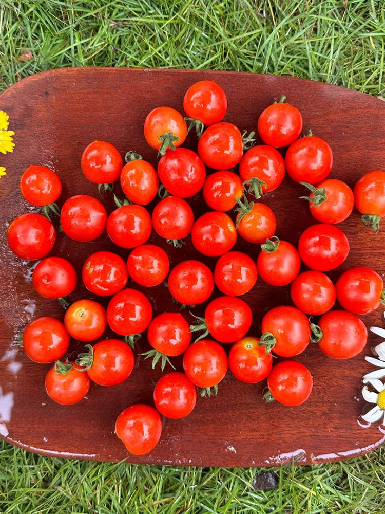Minusinsk Red Cherry Tomato