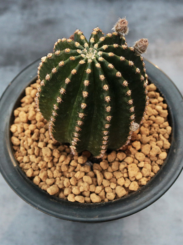 Echinopsis Hybrid 'Heijingang'