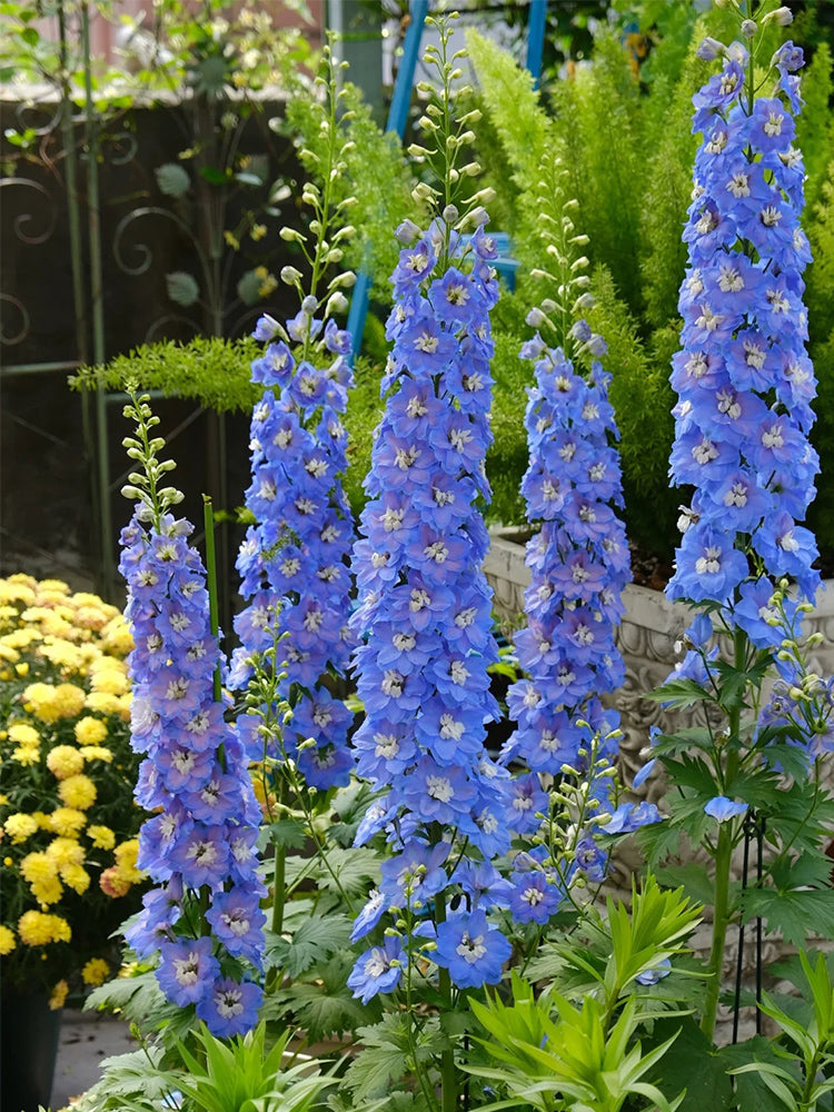 Large-flowered Delphinium (Delphinium grandiflorum 'Cute' Series)