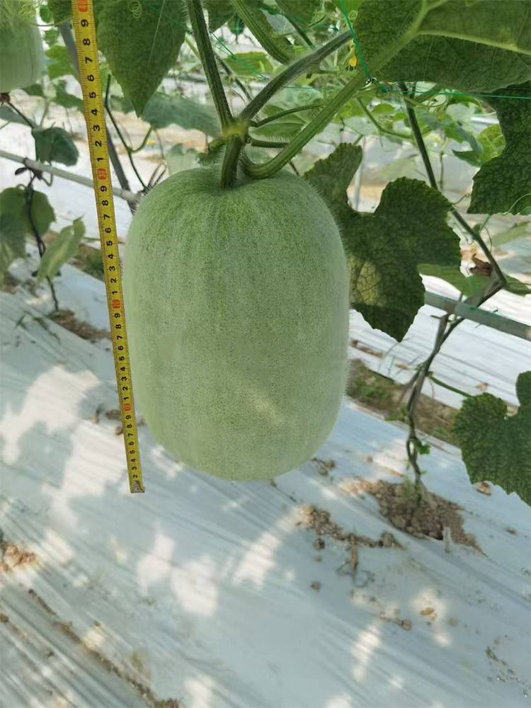 Green Star Wax Gourd