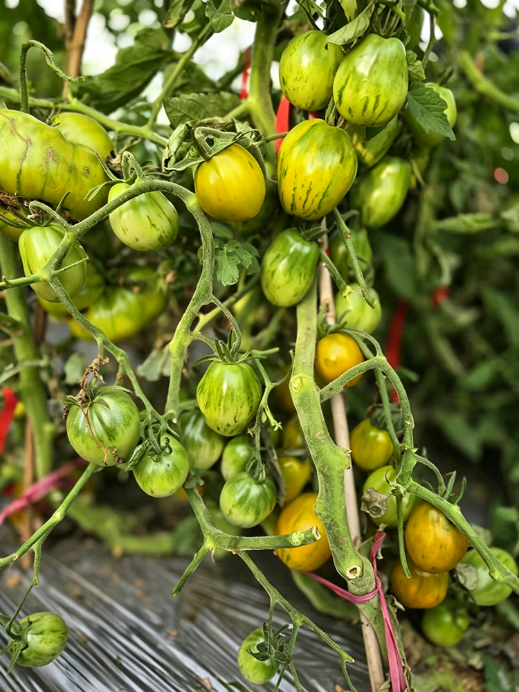 890 Green Zebra Pear Tomato