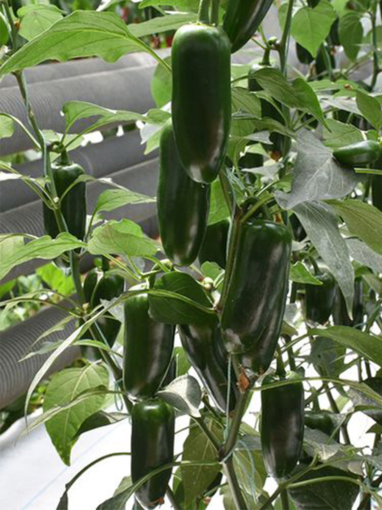 Jintai Hongjiao Chili
