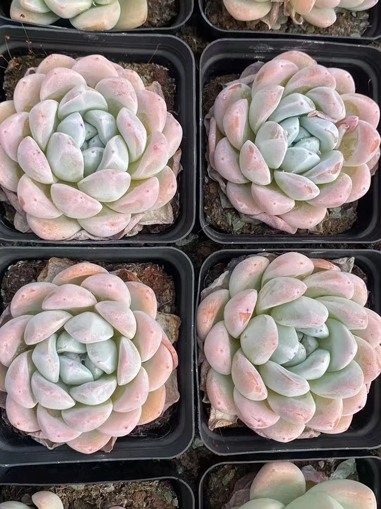 Echeveria Lauii
