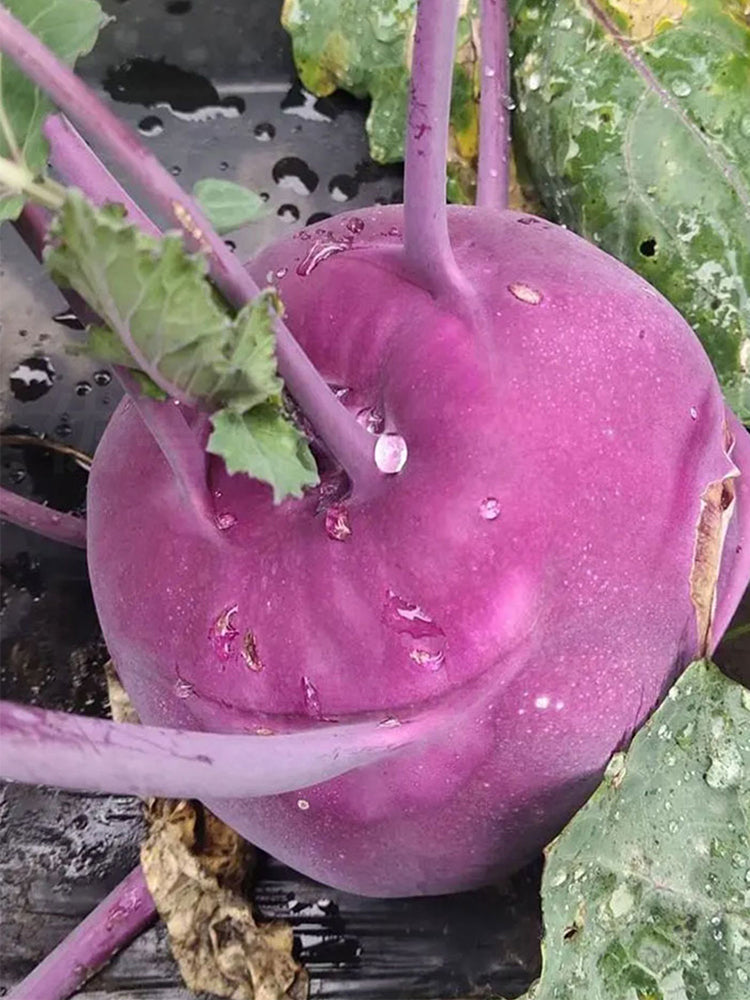 Jinchuan Purple Crown Kohlrabi