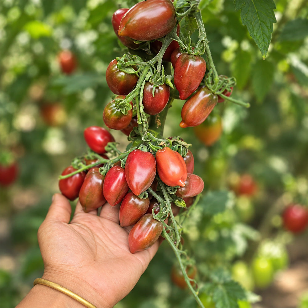401 Violet Heart Cherry Tomato