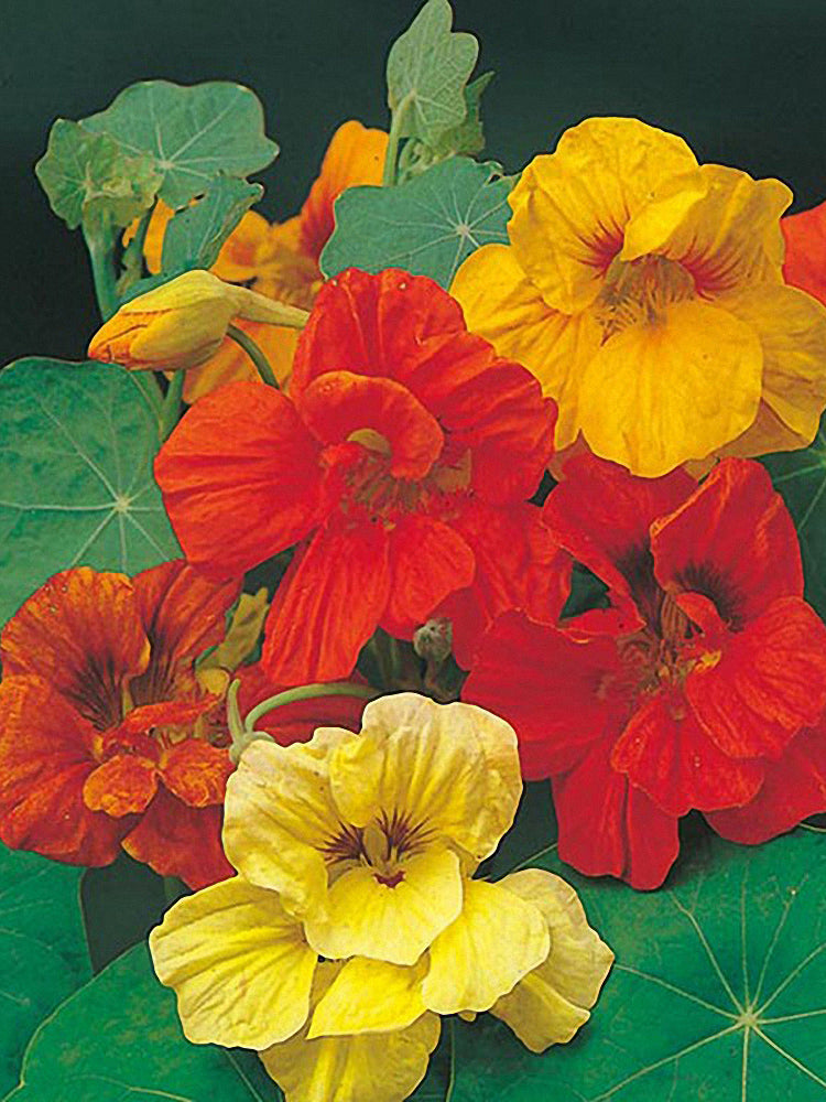 Aurora Nasturtium Mix (Tropaeolum majus)