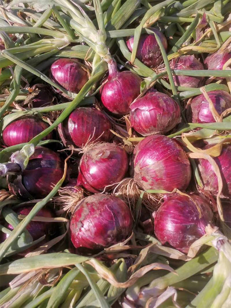 Imperial Ruby' Red Onions (Allium cepa L.)