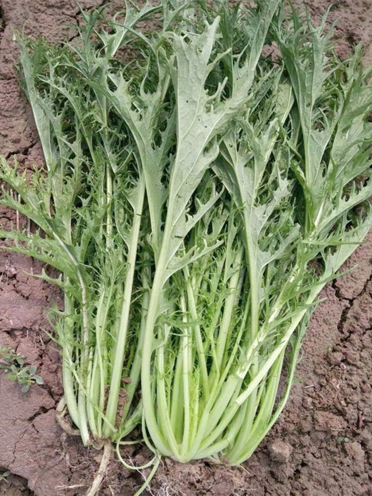 Small-leaved Potherb Mustard