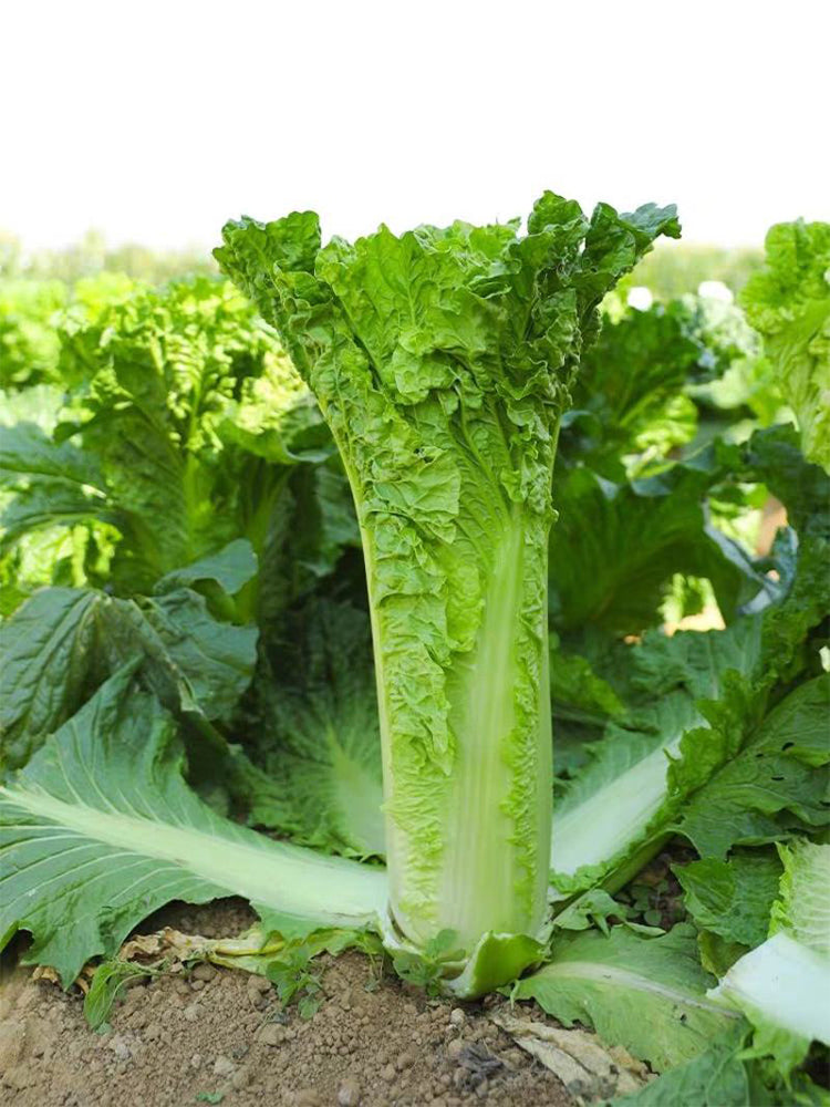 'Cuiqing No.8' Chinese Cabbage
